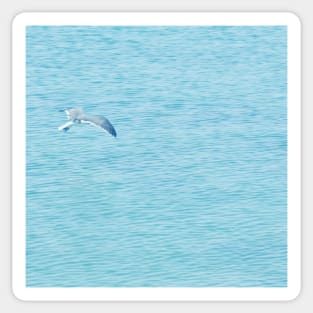 Grey gull flying over at Oman sea Sticker